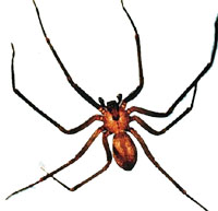 brown-recluse-malespider1