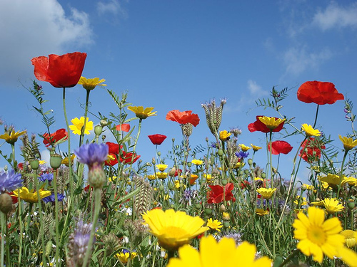 Wildflowers by jikamajoja on Flickr