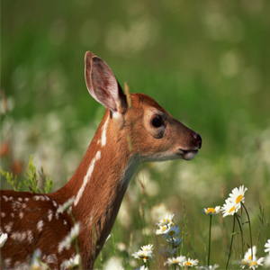 deer in garden