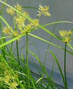 Nutgrass or Nutsedge