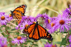 Create a Butterfly Garden