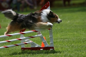 how is dog agility scored